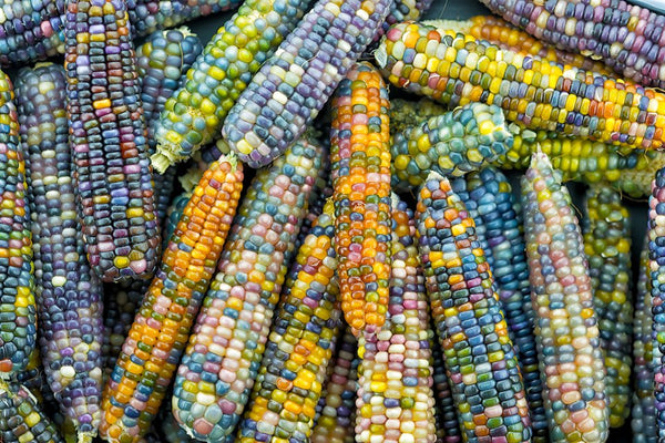 Corn