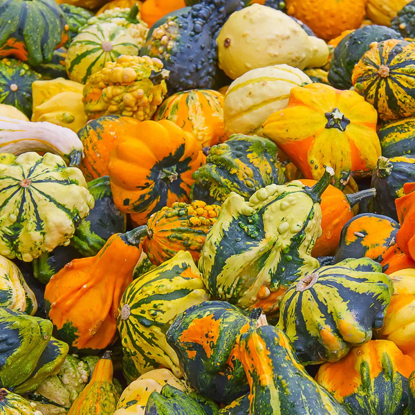Squash